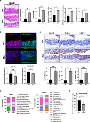 Frontiers | Lactobacillus (LA-1) and butyrate inhibit